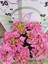 Pembe İthal Ortanca (Hydrangea macrophylla) - Renkli ve Gösterişli Çiçekli Bitki 3