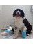 Soft Gentle Köpek Pati Yıkama Aparatı Küçük 5