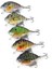 6 cm 15 G Mini Sallanan Balık Ucunu Çeken Kürek Ucunu 说明：“wobbler Fishing Lure”翻译为“sallanan Balık Ucunu” ，“crankbait”翻译为“kürek Ucunu” ，但在土耳其语钓鱼领域也可能有更专业常见的词汇，这里是较为直接的翻译。 (Yurt Dışından) 5