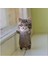 Cat6 Stili Kolay Sevimli Kendin Yap Oyuncak Yün Keçe Kedi Yarım Plush Bebek Keçe Hayvan El Yapımı Oyuncak Kiti Tilki Yapım Malzeme Paketi Benzersiz Kız Hediyesi (Yurt Dışından) 1