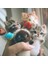 Cat6 Stili Kolay Sevimli Kendin Yap Oyuncak Yün Keçe Kedi Yarım Plush Bebek Keçe Hayvan El Yapımı Oyuncak Kiti Tilki Yapım Malzeme Paketi Benzersiz Kız Hediyesi (Yurt Dışından) 2