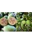 Feijoa Kaymak Ağacı Fidanı 3 Yaş 1