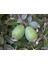 Feijoa Kaymak Ağacı Fidanı 3 Yaş 2