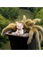 Dokuz Kuyruklu Tilki Aranjman Saksı Critter Aquascape (Yurt Dışından) 2