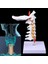 Tıbbi Malzemeler Modeli Servikal Omurga Arter Spine Spinal Sinirler Anatomik Model Tam Boyut (Yurt Dışından) 1