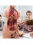 28CM Tarzı Anatomik Insan Gövde Modeli Eğitici 3D Resim Insan Vücut Yapısı Kitap Anatomi Iç Organ Tıbbi Eğitim Kalıp (Yurt Dışından) 2