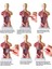 28CM Tarzı Anatomik Insan Gövde Modeli Eğitici 3D Resim Insan Vücut Yapısı Kitap Anatomi Iç Organ Tıbbi Eğitim Kalıp (Yurt Dışından) 5