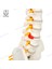 Beyaz Bükülebilir Stil 45 cm Minyatür Omurga Anatomi Modeli, Mini Omurilik Sütunu Model Detayları Omurgalar, Omurilik Sinirleri, Lomber ve Pelvis, Dahil (Yurt Dışından) 3