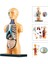 Insan Gövde Model Anatomi Anatomik Tıbbi Sınıf Aracı Çıkarılabilir Iç Organlar ile (Yurt Dışından) 2