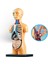 Insan Gövde Model Anatomi Anatomik Tıbbi Sınıf Aracı Çıkarılabilir Iç Organlar ile (Yurt Dışından) 3