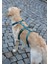 Kaçış Önleyici Köpek Tasması Petrol Yeşili 55 cm - 74 cm, M 4