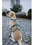 Kaçış Önleyici Köpek Tasması Petrol Yeşili 72 cm - 103 cm, L 5