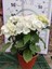 Beyaz Ithal Ortanca (Hydrangea Macrophylla) - Renkli ve Gösterişli Çiçekli Bitki 1
