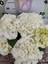Beyaz Ithal Ortanca (Hydrangea Macrophylla) - Renkli ve Gösterişli Çiçekli Bitki 2
