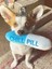 Chill Pill Peluş Mavi Köpek Oyuncağı | Sesli Yapı | Güvenli Malzeme | Renkli Tasarım 3