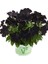 Petunia Atkinsiana Back To Black Siyah Petunya Çiçeği Fidesi (1 Adet) 1
