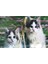 Nessiworld 5D Elmas Boyama mli Kediler İkili Kedi Resmi Tablosu 40x60 cm 1