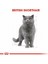 British Shorthair Adult Pouch Yetişkin Kedi Konservesi 85 gr 2