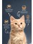 Kitten Tavuklu Pirinçli Yavru Kedi Maması 2 kg x 2 Adet 2