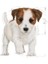 Mini Puppy Küçük Irk Yavru Köpek Maması 2 kg 3