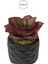 Yapay Mini Echeveria Sukulent Bordo 8 cm Saksılı 1