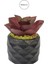Yapay Mini Echeveria Sukulent Bordo 8 cm Saksılı 2