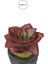 Yapay Mini Echeveria Sukulent Bordo 8 cm Saksılı 3