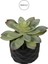 Yapay Mini Etli Echeveria Sukulent Açık Yeşil 12 cm Saksılı 2