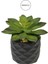 Yapay Mini Etli Echeveria Sukulent Yeşil 12 cm Saksılı 1