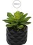 Yapay Mini Etli Echeveria Sukulent Yeşil 12 cm Saksılı 2