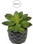 Yapay Mini Etli Echeveria Sukulent Yeşil 12 cm Saksılı 3