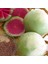 Turp Tohumu Çelebi Içi Kırmızı 5 gr 1