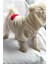 Köpek Kıyafeti Beyaz Wellsoft Sweat Kalp Detaylı 4