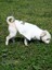 Köpek Kıyafeti Wellsoft Boğazlı Love 5