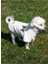 Köpek Kıyafeti Wellsoft Sweat Boğazlı Butterfly 5