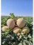 Kavun Ananas Fide 1