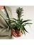 Ananas Comosus (Ananas Bitkisi) 1