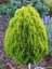 Altuni Mazı Thuja Orientalis Aurea Compacta Nana 3 Adet 1