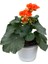 Begonia Elatior 'orange' (Katmerli Begonya) 1