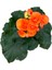 Begonia Elatior 'orange' (Katmerli Begonya) 2