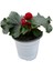 Begonia Elatior 'red' (Katmerli Begonya) 1