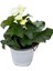 Begonia Elatior 'white' (Katmerli Begonya) 1