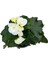 Begonia Elatior 'white' (Katmerli Begonya) 2