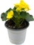 Begonia Elatior 'yellow' (Katmerli Begonya) 1