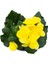 Begonia Elatior 'yellow' (Katmerli Begonya) 2