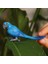 Schleich Wild Life Hyacinth Macaw 14859 2