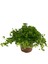 Peperomia Rotundifolia 1
