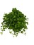 Peperomia Rotundifolia 2