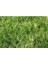 Acorus Gremineus Ogon - Sarı Yeşil Eğir Otu 10 Adet Paket 3