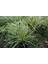 Carex Evergold 5 Adet - Çok Yillik Otsu Bi̇Tki̇ 4